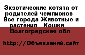  Экзотические котята от родителей чемпионов - Все города Животные и растения » Кошки   . Волгоградская обл.